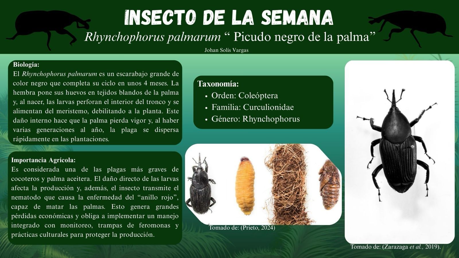 Insecto de la semana